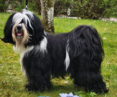 Scottie